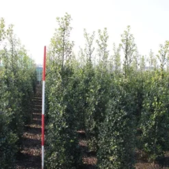 Hulst (Ilex Aquifolium 'Alaska') 10 Hulst (Ilex Aquifolium 'Alaska') -Tuin Stek Verkoop ilex aquif. alaska 175 200 h