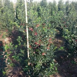 Blauwe Hulst (Ilex Meserveae 'Blue Princess') -Tuin Stek Verkoop ilex blue princess 125 150 cm drkl