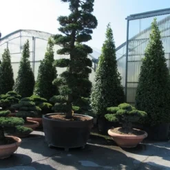 Japanse Hulst Als Bonsai (Ilex Crenata) -Tuin Stek Verkoop ilex bonsai