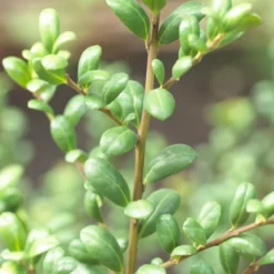 Japanse Hulst In Bolvorm (Ilex Crenata 'Convexa') -Tuin Stek Verkoop ilex crenata convexa 1