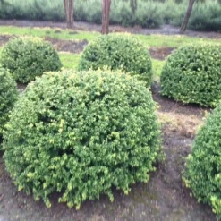 Japanse Hulst In Bolvorm (Ilex Crenata 'Convexa') -Tuin Stek Verkoop ilex crenata convexa bol 100