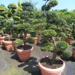 Japanse Hulst Als Bonsai (Ilex Crenata) -Tuin Stek Verkoop ilex crenata kinmei bonsai 160 180