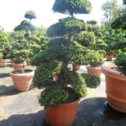 Japanse Hulst Als Bonsai (Ilex Crenata) -Tuin Stek Verkoop ilex crenata kinmei bonsai 175 200 extra