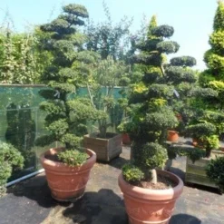 Japanse Hulst Als Bonsai (Ilex Crenata) -Tuin Stek Verkoop ilex crenata kinmei bonsai 180 200