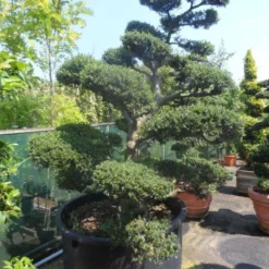 Japanse Hulst Als Bonsai (Ilex Crenata) -Tuin Stek Verkoop ilex crenata kinmei bonsai 200 225 c750 1000