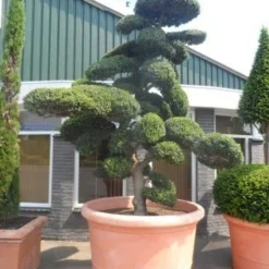 Japanse Hulst Als Bonsai (Ilex Crenata) -Tuin Stek Verkoop ilex crenata kinmei bonsai 250 300 solitair extra