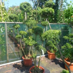 Japanse Hulst Als Bonsai (Ilex Crenata) -Tuin Stek Verkoop ilex crenata ponpon 125 150