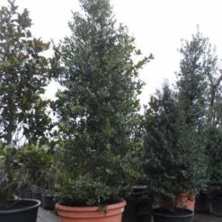 Amerikaanse Hulst (Ilex 'Nellie R Stevens') -Tuin Stek Verkoop ilex nellie r. stevens