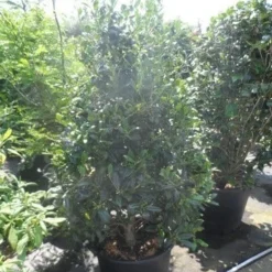 Amerikaanse Hulst (Ilex 'Nellie R Stevens') -Tuin Stek Verkoop ilex nellie r. stevens 150 175
