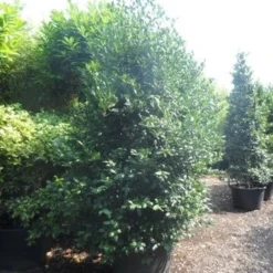 Amerikaanse Hulst (Ilex 'Nellie R Stevens') -Tuin Stek Verkoop ilex nellie r. stevens 250 300 c160