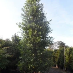 Amerikaanse Hulst (Ilex 'Nellie R Stevens') -Tuin Stek Verkoop ilex nellie r. stevens 400 450 cont