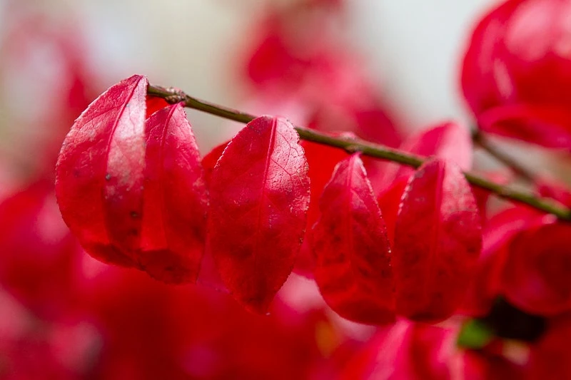 Kardinaalshoed (Euonymus Alatus 'Compactus') 4 Kardinaalshoed (Euonymus Alatus 'Compactus') - Afbeelding 4