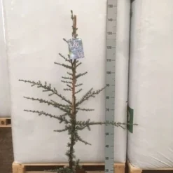 Atlasceder (Cedrus Libani 'Glauca') -Tuin Stek Verkoop img 1752 002