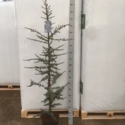Atlasceder (Cedrus Libani 'Glauca') -Tuin Stek Verkoop img 1753