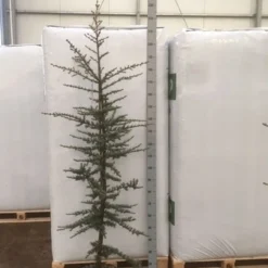 Atlasceder (Cedrus Libani 'Glauca') -Tuin Stek Verkoop img 1754