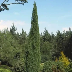 Jeneverbes (Juniperus Communis 'Suecica') -Tuin Stek Verkoop jucsueci 6 1