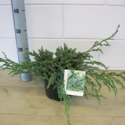 Jeneverbes (Juniperus Squamata 'Blue Carpet') -Tuin Stek Verkoop juniperus blue carpet c3 november