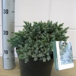 Jeneverbes (Juniperus Squamata 'Blue Star') -Tuin Stek Verkoop juniperus blue star c3 november