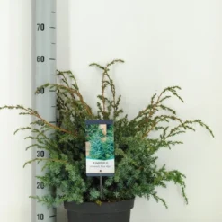 Jeneverbes (Juniperus Chinensis 'Blue Alps') -Tuin Stek Verkoop juniperus chinensis blue alps c5 m