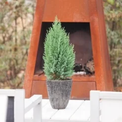 Jeneverbes (Juniperus Chinensis 'Stricta') -Tuin Stek Verkoop juniperus chinensis stricta