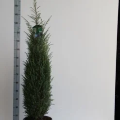 Jeneverbes (Juniperus Communis 'Hibernica') -Tuin Stek Verkoop juniperus comm. hibernica 100 125 cm co. 12l v kopie