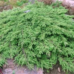 Jeneverbes (Juniperus Communis 'Green Carpet') -Tuin Stek Verkoop juniperus communis green carpet