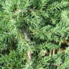 Jeneverbes (Juniperus Communis 'Green Carpet')