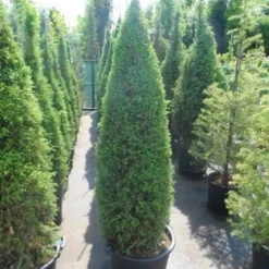 Jeneverbes (Juniperus Communis 'Hibernica') -Tuin Stek Verkoop juniperus communis hibernica 150 175