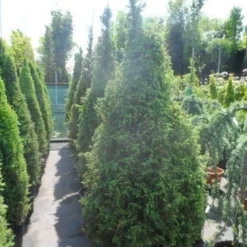 Jeneverbes (Juniperus Communis 'Hibernica') -Tuin Stek Verkoop juniperus communis hibernica 175 200