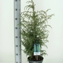 Jeneverbes (Juniperus Communis 'Suecica') -Tuin Stek Verkoop juniperus communis suecica c3 m