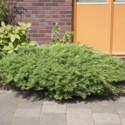 Kustjeneverbes (Juniperus Conferta 'Schlager' (Blue Pacific)) -Tuin Stek Verkoop juniperus conferta schlager 1
