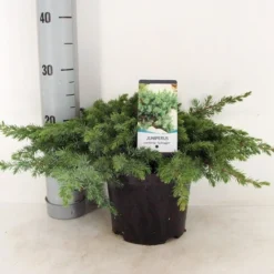 Kustjeneverbes (Juniperus Conferta 'Schlager' (Blue Pacific)) -Tuin Stek Verkoop juniperus conferta schlager c3 m 1