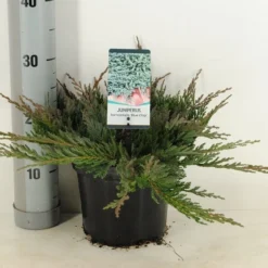 Jeneverbes (Juniperus Horizontalis 'Blue Chip') -Tuin Stek Verkoop juniperus hor. blue chip winter c3 m