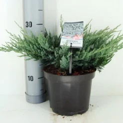 Jeneverbes (Juniperus Horizontalis 'Blue Chip') -Tuin Stek Verkoop juniperus hor. blue chip zomer c3 m 1
