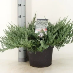 Jeneverbes (Juniperus Horizontalis 'Blue Chip') -Tuin Stek Verkoop juniperus hor. blue chip zomer c5 m 1