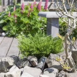 Jeneverbes (Juniperus Horizontalis 'Andorra Compact') -Tuin Stek Verkoop juniperus horizontalis andorra compact 1