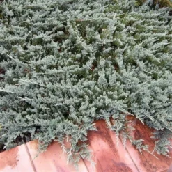 Jeneverbes (Juniperus Horizontalis 'Blue Chip') -Tuin Stek Verkoop juniperus horizontalis blue chip
