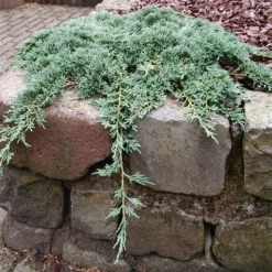 Jeneverbes (Juniperus Horizontalis 'Icee Blue') -Tuin Stek Verkoop juniperus horizontalis icee blue pbr