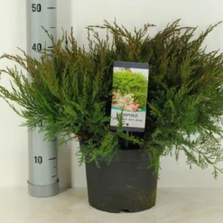 Jeneverbes (Juniperus Media 'Mint Julep') -Tuin Stek Verkoop juniperus pfit. mint julep winter c5 m 1