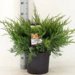 Jeneverbes (Juniperus Media 'Mint Julep') -Tuin Stek Verkoop juniperus pfit. mint julep zomer c5 m 1