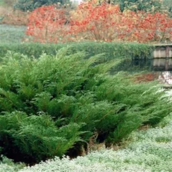Sevenboom (Juniperus Sabina) -Tuin Stek Verkoop juniperus sabina