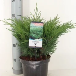 Sevenboom (Juniperus Sabina)