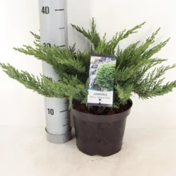 Sevenboom (Juniperus Sabina 'Tamariscifolia') -Tuin Stek Verkoop juniperus sabina tamariscifolia zomer c3 m