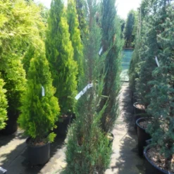 Jeneverbes (Juniperus Scopulorum 'Skyrocket') -Tuin Stek Verkoop juniperus scopulorum skyrocket 125 150