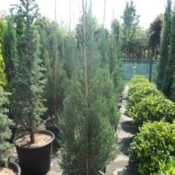 Jeneverbes (Juniperus Scopulorum 'Skyrocket') -Tuin Stek Verkoop juniperus scopulorum skyrocket 150 175
