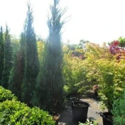 Jeneverbes (Juniperus Scopulorum 'Skyrocket') -Tuin Stek Verkoop juniperus scopulorum skyrocket 250 300 1