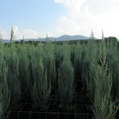 Jeneverbes (Juniperus Scopulorum 'Skyrocket') -Tuin Stek Verkoop juniperus skyrocket 1