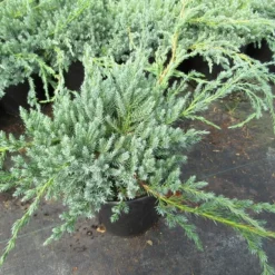 Jeneverbes (Juniperus Squamata 'Blue Carpet') -Tuin Stek Verkoop juniperus squamata blue carpet 1