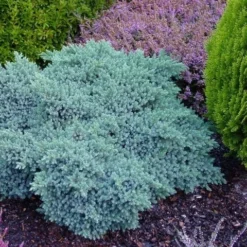 Jeneverbes (Juniperus Squamata 'Blue Star') -Tuin Stek Verkoop juniperus squamata blue star