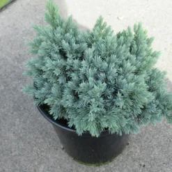 Jeneverbes (Juniperus Squamata 'Blue Star') -Tuin Stek Verkoop juniperus squamata blue star 1